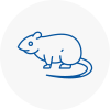 Rat Control West Acton