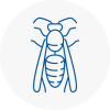 West Acton Wasp Nest Removal